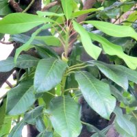 新年に合う縁起物　ユズリハ　川名興　【房総の草木虫魚】（３８９）