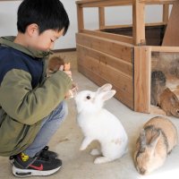 ふわふわウサギ、触れ合い施設オープン　成田ゆめ牧場、干支「卯」にちなみ