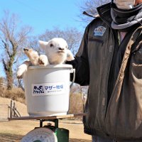 赤ちゃんヒツジをバケツに入れて体重を量るイベントも始まった＝マザー牧場
