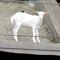 京成線沿いの急斜面に迷い込んでいたポニョ＝２０２０年７月９日、佐倉市