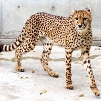 六つ子のチーター「カロリーナ」嫁入り　多摩動物公園へ、９日に送る会　千葉市動物公園