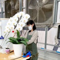 胡蝶蘭の仕立てをする作業員の背後には環境制御のための大型ファンがある