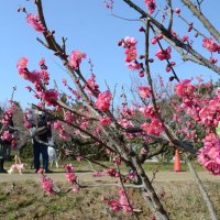 １０００本の梅、花が魅了　３年ぶり「まつり」　横芝光町・坂田城跡