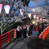 夜間はぼんぼりでライトアップされている小見川城山公園の桜＝２７日夜、香取市
