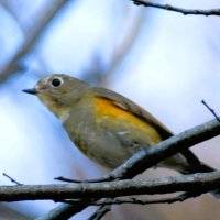 ルリビタキの若オス　県内では主に１１月～翌年４月に見られる。クタクタ、グック、ヒンクタなどの方言がある（川名興１９６９千葉県の動物方言第１報自費出版）＝２００７年１２月１０日、木更津市（成田篤彦撮影）

