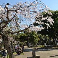 桜が咲き始めた千葉公園で、写真撮影を楽しむ人たち＝２０日、千葉市中央区