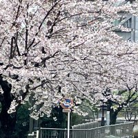 桜見頃もあいにくの雨