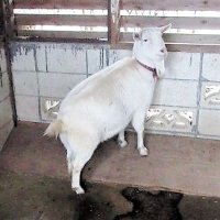 妊娠が判明した「ポニョ」＝今年１月、佐倉市の佐倉草ぶえの丘（同市提供）