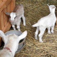 報道陣に公開された母親のポニョ（手前）と双子の赤ちゃん＝１２日、佐倉市の佐倉草ぶえの丘