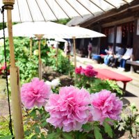 ２００種の大輪華やかに　ボタンが見頃　４０周年の茂原牡丹園