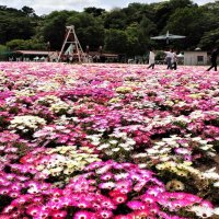 一面に広がるデージーの花畑。約３万５千株が花のじゅうたんとなって咲き誇る＝袖ケ浦市の東京ドイツ村
