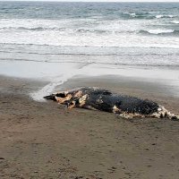 南房総の海岸に体長１０メートルのクジラ打ち上がる　岩井海岸
