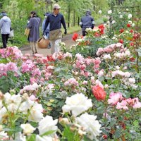 バラ２５００株、多彩に咲き誇る　佐倉草ぶえの丘でローズフェス