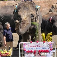 絵を描くゾウ「ゆめ花」１６歳に　日本生まれのアジアゾウで史上最年長　誕生日会で見事なパフォーマンス　市原ぞうの国