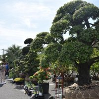 植木４０００点展示販売　匝瑳　産地ＰＲ、５日まで
