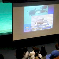 シャチ博士になろう！鴨シー特別レクチャー　１３、１４、１８日