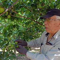 かご一杯に梅の実　収穫シーズン到来「大きな実がついている」　横芝光町・坂田城跡