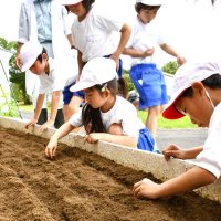 収穫の秋まで心待ち　神崎・米沢小　落花生栽培体験　大きく育て「食べるの楽しみ」