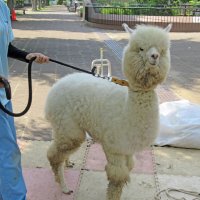 毛を刈る前のモコモコしたアルパカ＝市川市
