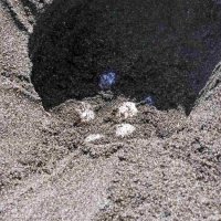 アカウミガメ、鴨川の海岸に産卵　シーワールドが今年初確認