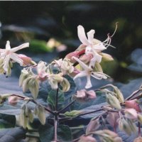 クサギ　赤く染まったがくが目立つ　川名興　【房総の草木虫魚】（４０１）