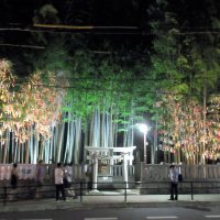 子どもたちの願いに光を　「八幡の藪知らず」ライトアップ始まる　七夕ちなみ１５日まで　市川