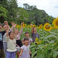 笑顔輝くヒマワリ満開　船橋・金杉小児童ら２万本栽培　９日までフェス、開花期間は一般公開