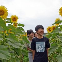 満開のヒマワリ畑の中を歩く金杉小児童＝８日、船橋市
