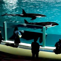 海の生き物どう寝るの？　鴨川シーワールドで７月末から　ナイトアドベンチャー