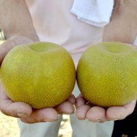 初出荷を迎えた白井市の梨＝２４日、同市