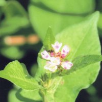 ミゾソバ　花に閉鎖花がある　川名興　【房総の草木虫魚】（４０３）