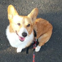 心通う時間積み重ねて　飼い主さんの選択　堀田素愛　【わんこのわ】（４２）