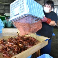 イセエビ初水揚げ　いすみ・大原漁港