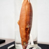 サメの中で世界最小クラスのオオメコビトザメの標本（全長約２６センチ　オオメコビトザメ）