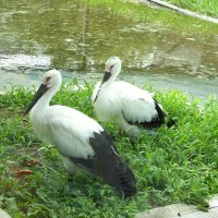 名前は「ココ」と「マメ」　５月誕生のコウノトリ　２３日に放鳥　野田市