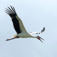 放鳥後、コウノトリ死ぬ　５月誕生の「ココ」落下　野田