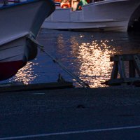 アワビやイセエビ密漁、男女１７人摘発　勝浦の沿岸部　「自分が食べる分ならいいだろうと」