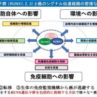 精密医療進化へ研究　「ランクス」の働き発見　多様な作用点をもつ新規がん治療コンセプトの確立をめざす　千葉県がんセンター研究所・発がん制御研究部長　上久保靖彦　【９月はがん征圧月間　ちば　がんにうち克つ】（１５）