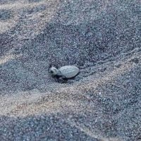 小さな子ガメ大海原へ　保護の卵からふ化、放流　鴨川シーワールド