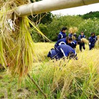 田植え経て収穫の喜び　中学生稲刈り、小田掛け　頑張って作ったお米　給食が楽しみ！！　勝浦