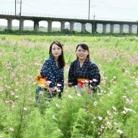 コスモス畑の中で行われたミスあやめの撮影会
