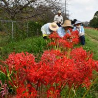マンジュシャゲの開花数を調べる会員ら＝２８日、香取市