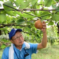 梨・新高　猛暑で「日焼け」　一大産地の市川　９割出荷できず　千葉県、別品種転換呼びかけ