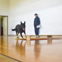 生徒の臭いが付いた布を嗅ぎ分ける警察犬＝船橋市立坪井中学校