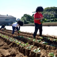 地球の恵みキャベツ畑で　ジオパーク大会参加者銚子で体験ツアー交流