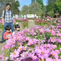 コスモスを観賞する家族連れ＝２２日、船橋市のふなばしアンデルセン公園