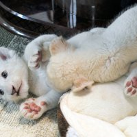 きょうだいでじゃれ合うホワイトライオンの赤ちゃん