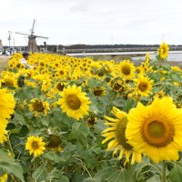 夏の象徴、秋桜と競演　ヒマワリ季節外れの満開　佐倉