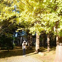 色づくイチョウ並木　八千代・村上緑地公園