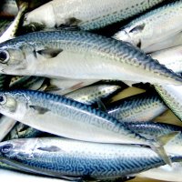 千葉の寒鯖　県、ＰＲに力　消費拡大、認知度向上へ　産卵控え脂のり美味